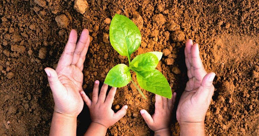 Las manos de una persona adulta y un niño sosteniendo una planta verde en la tierra. 